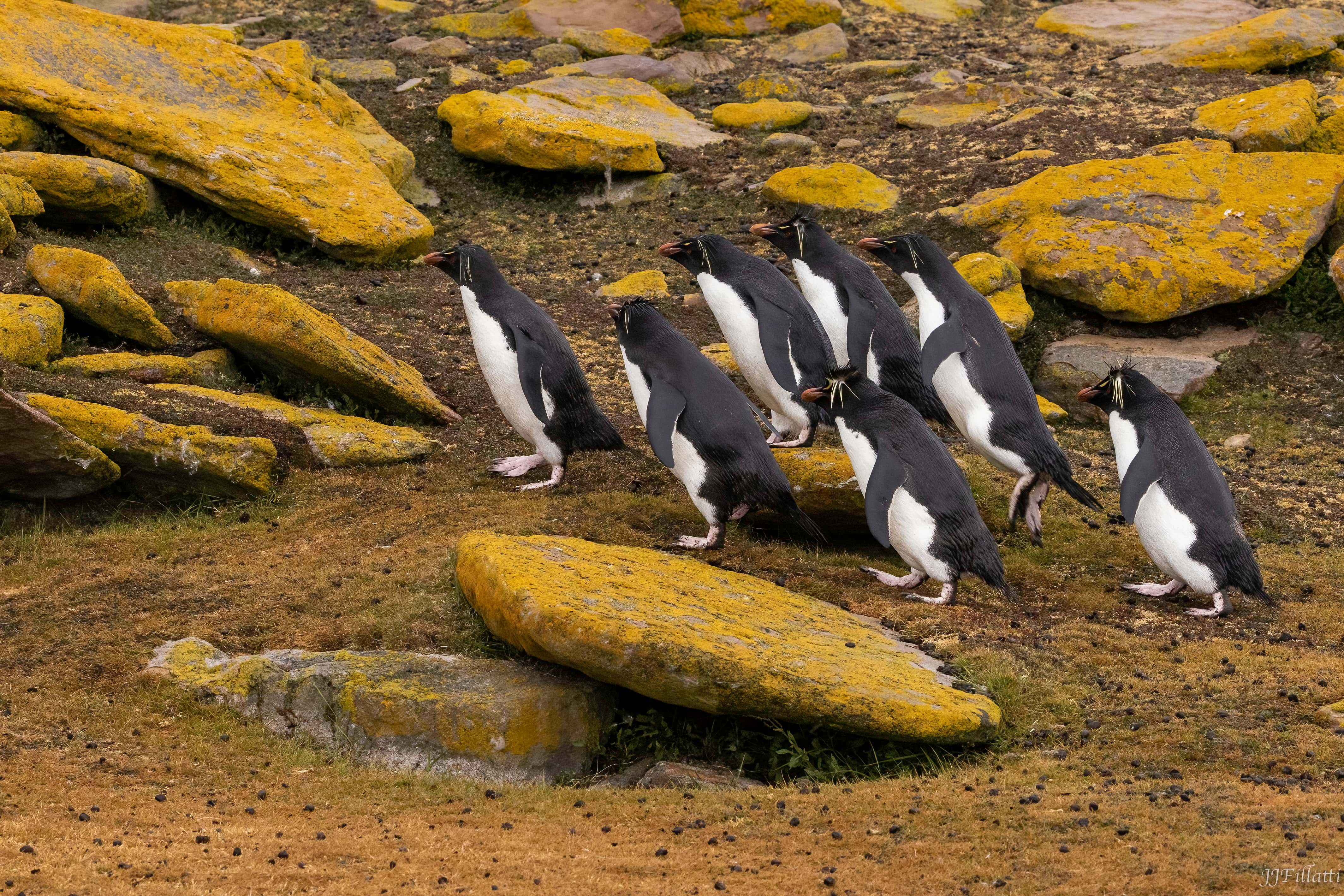 bird of the falklands image 47